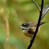 Pavik popelavy - Rhipidura fuliginosa - Fantail - piwakawaka 9585